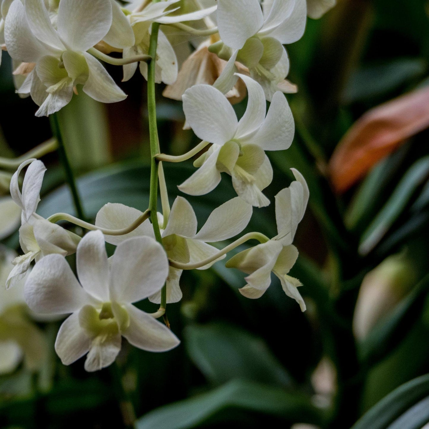 BLANCO FLORAL