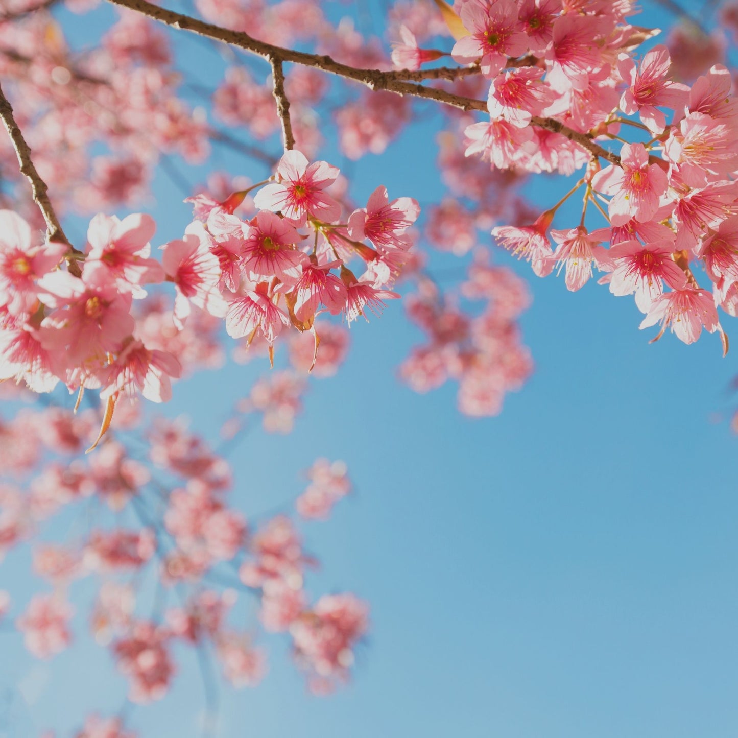 CHERRRY BLOSSOM