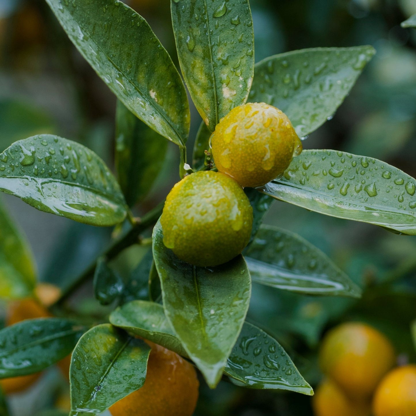 CITRUS GREEN