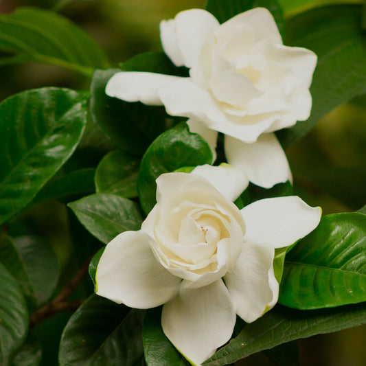GARDENIA WHISPERS