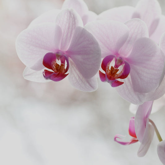 ORCHID RADIANCE